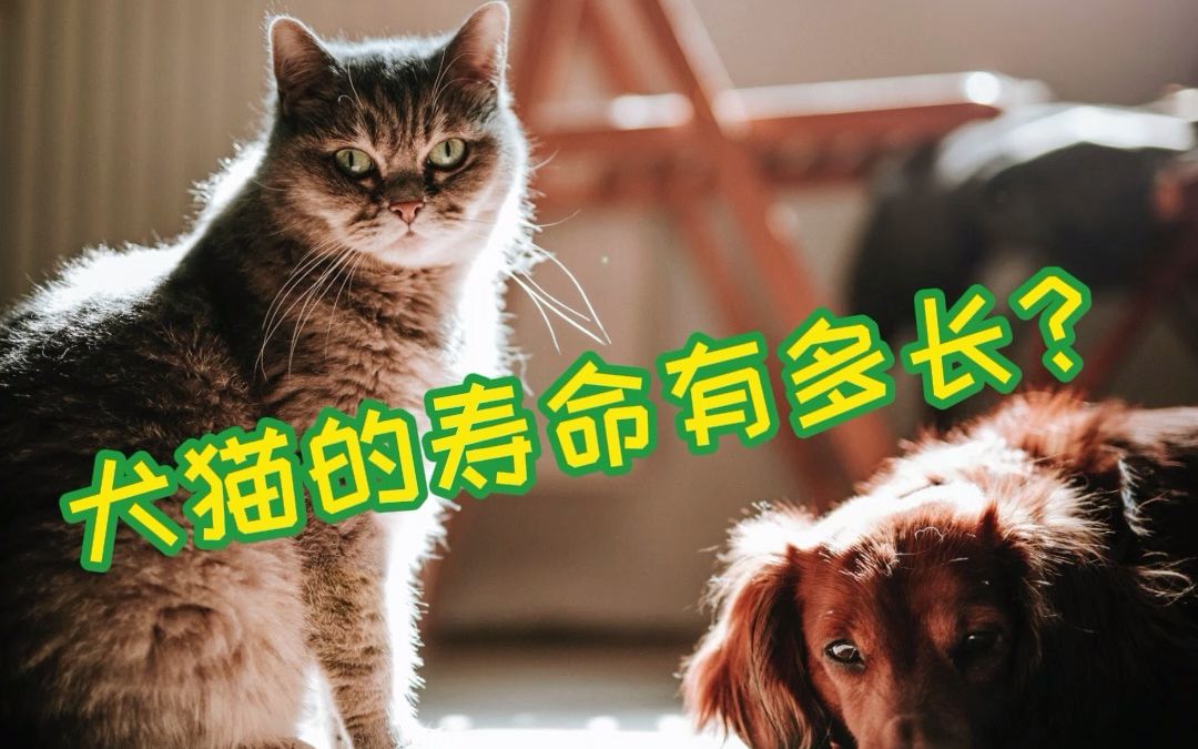 犬猫的寿命有多长呢?哔哩哔哩bilibili