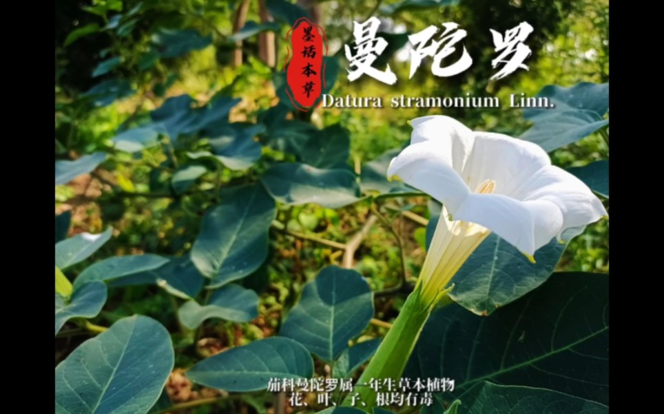 曼陀罗(学名:Datura stramonium Linn.)是茄科曼陀罗属植物,草本或半灌木状,高0.51.5米茎粗壮,圆柱状,淡绿色或带紫色,下部木质化.哔哩哔哩...