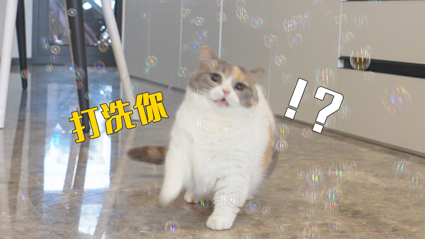 当5只猫第一次玩泡泡,追着泡泡猛猛打!-萌猫宝哥哥-萌猫宝哥哥-哔哩哔哩视频