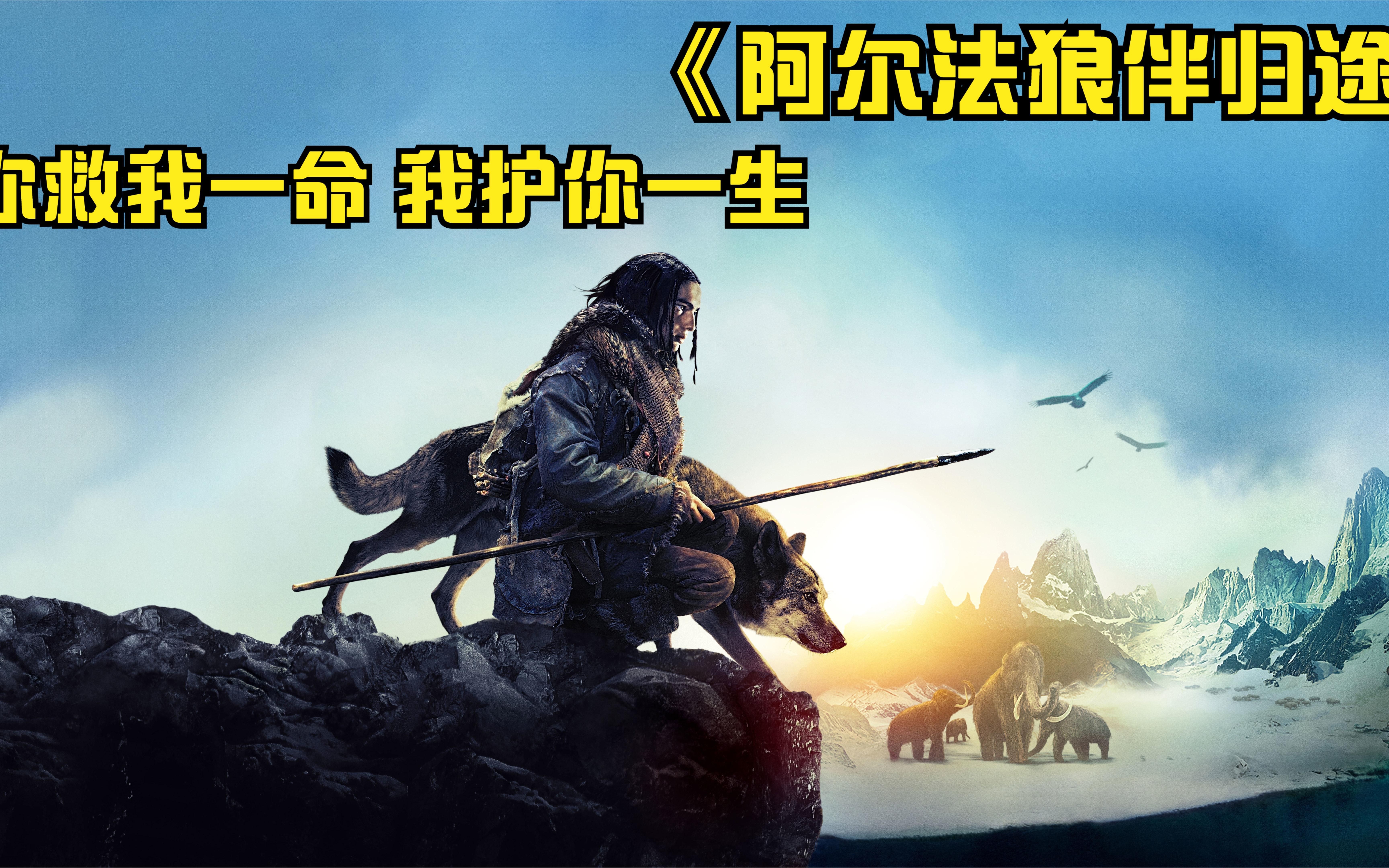 男孩救狼一命,狼保护他一生《阿尔法狼伴归途》感人励志冒险片