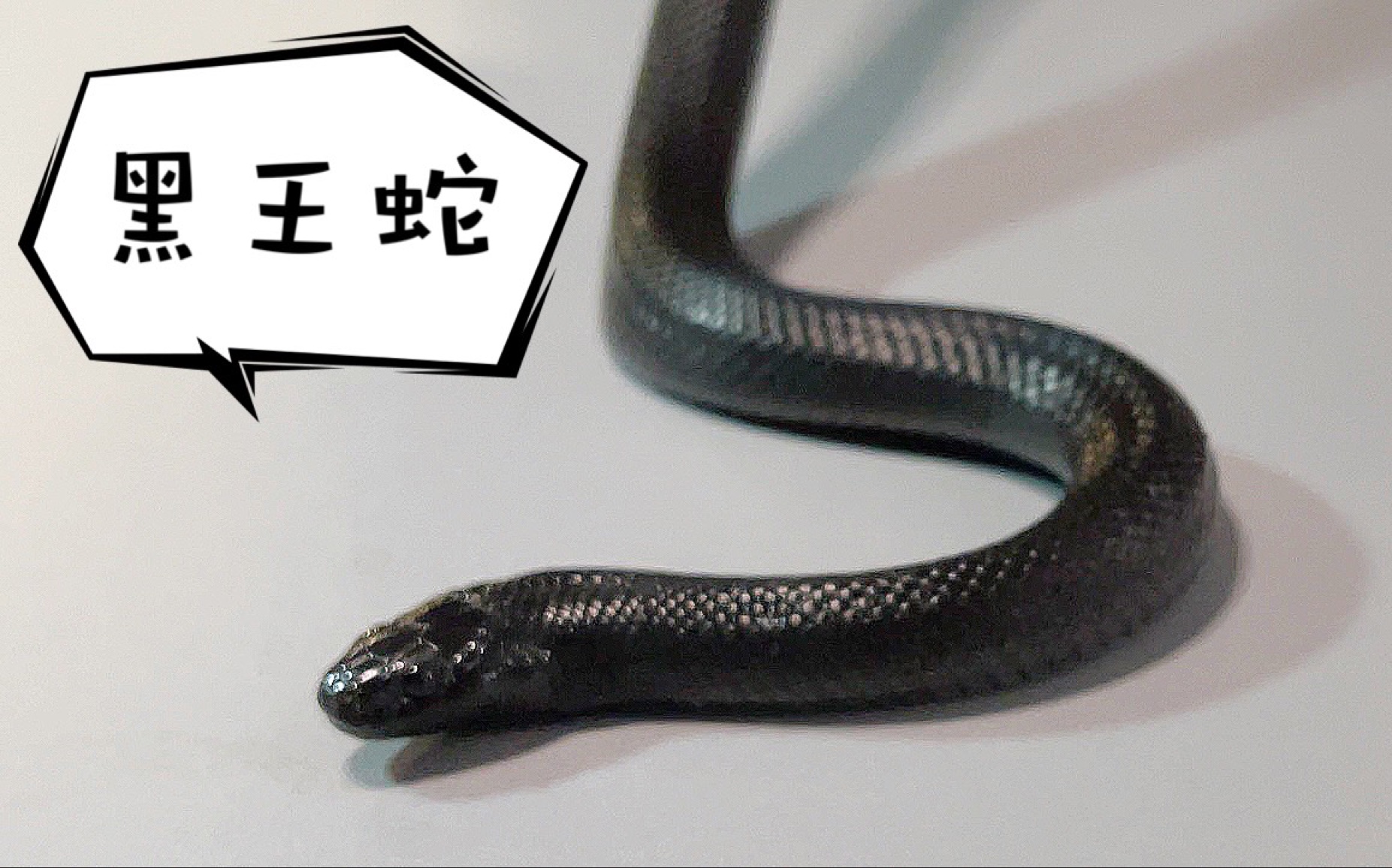 谈到爱蛇黑王蛇就是绝对不可忽略的