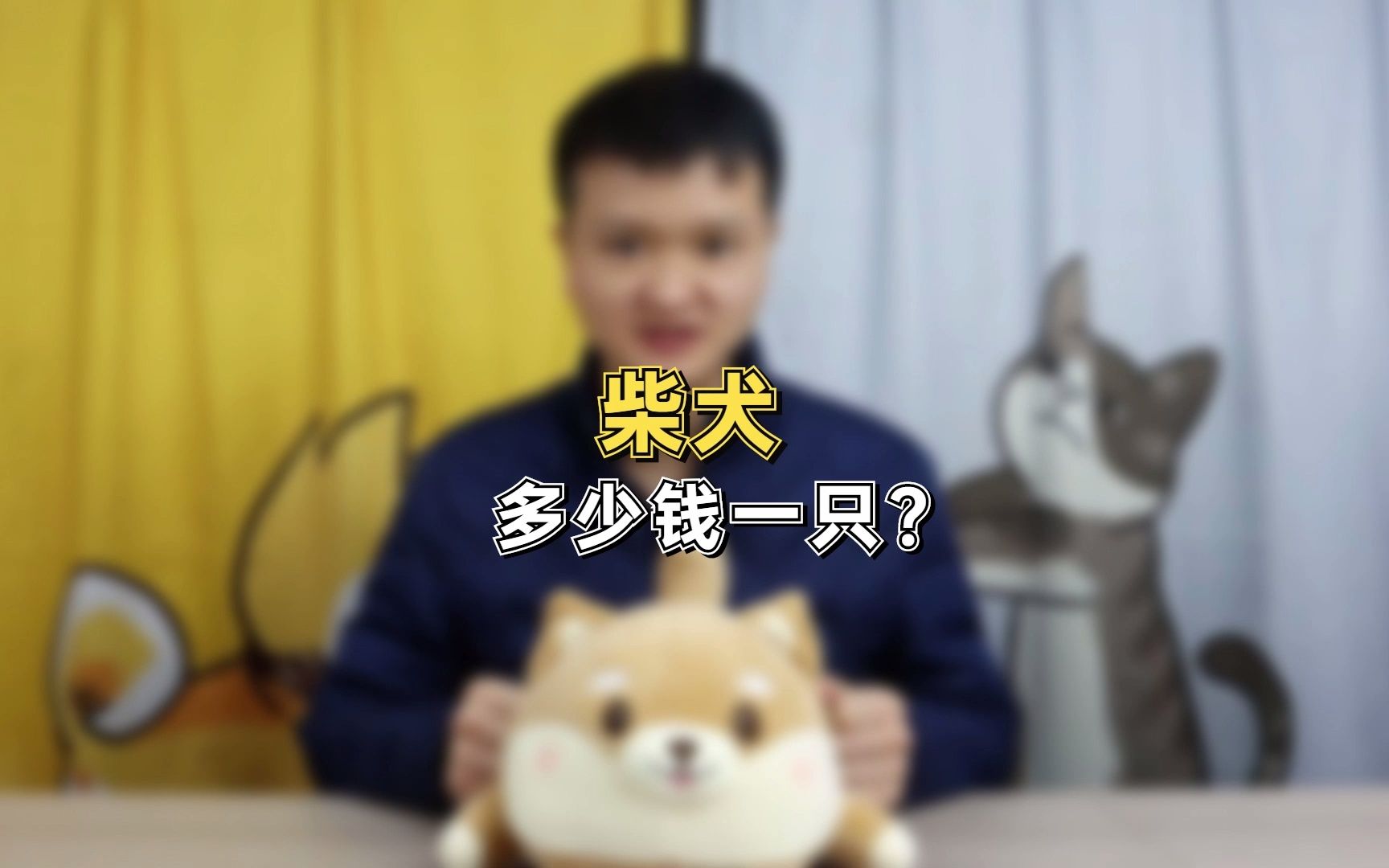 柴犬多少钱一只?哔哩哔哩bilibili