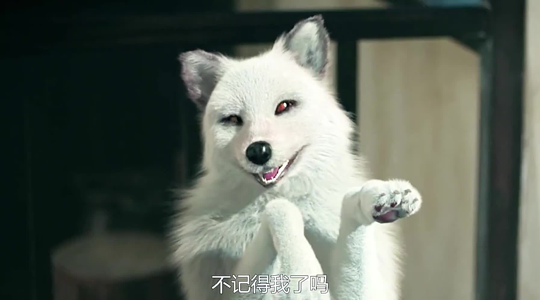 千年狐妖内丹被抢,打回原形的她找无心帮忙