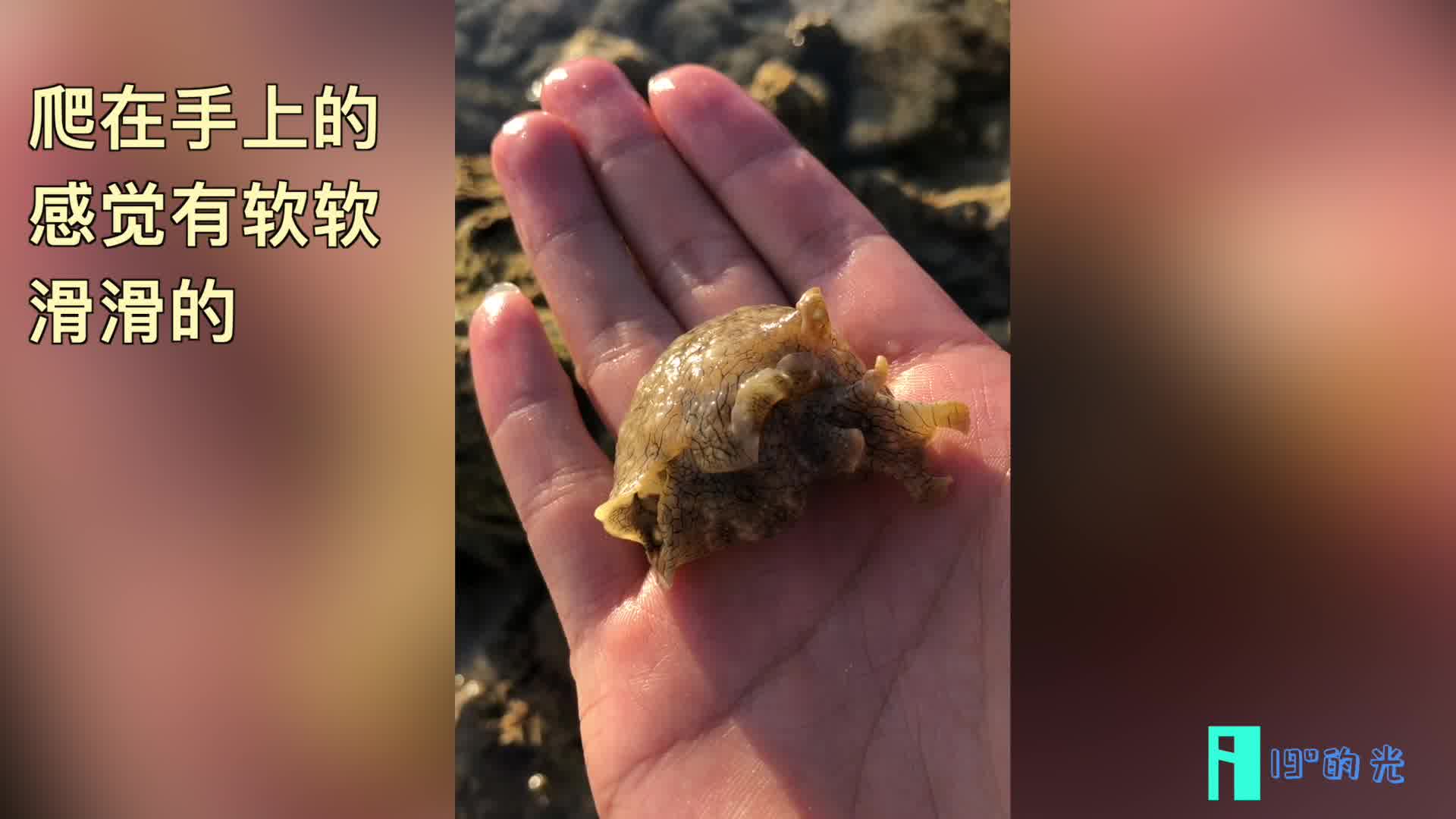 [图]探秘西沙群岛之探寻“神秘海洋生物”