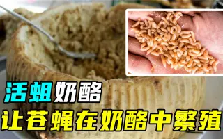 意大利活蛆奶酪,一口下去全是蛆,比蓝纹奶酪更恐怖!