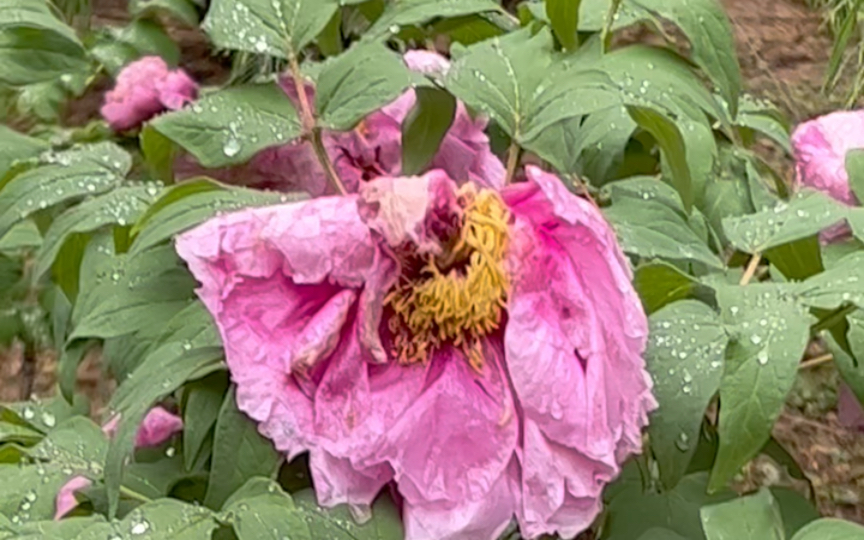 葬花——每一场雨都伴随着花朵都葬礼……哔哩哔哩bilibili