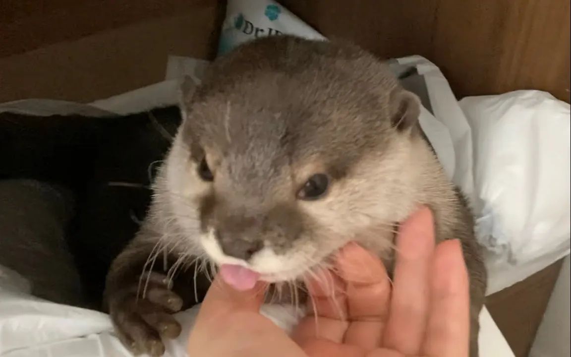 活动作品聪明的水獭给自己搭了个窝小樱花和小年糕