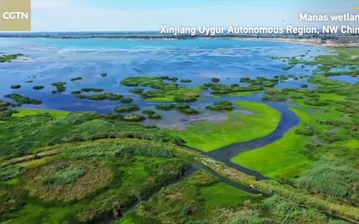 夏日玛纳斯成候鸟天堂,4万多只候鸟齐聚湖畔湿地【资讯】【英字】哔哩哔哩bilibili