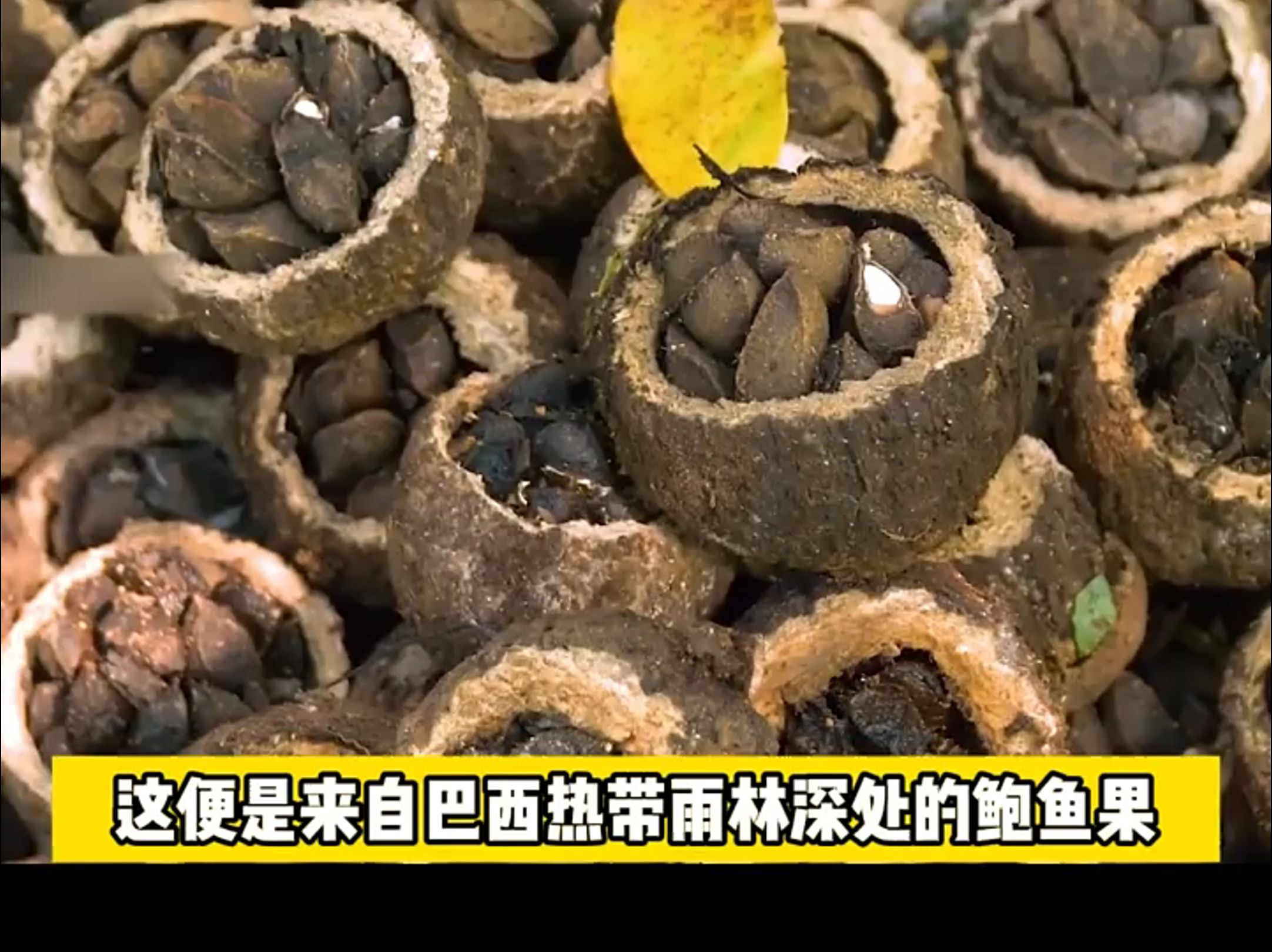 揭秘巴西鲍鱼果加工全过程!