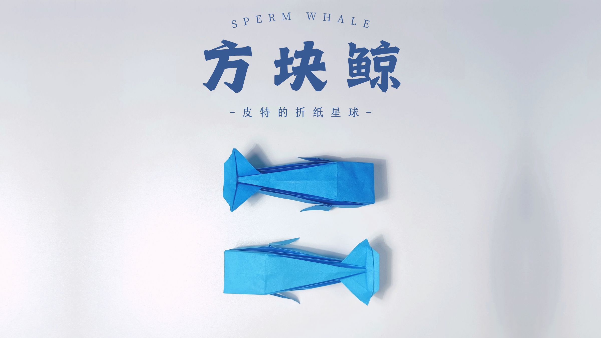折纸展示柜 | 方块抹香鲸 sperm whale