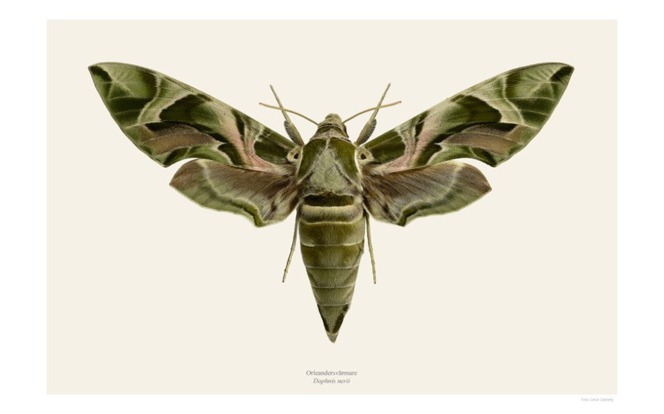 夹竹桃白腰天蛾daphnis nerii生活史