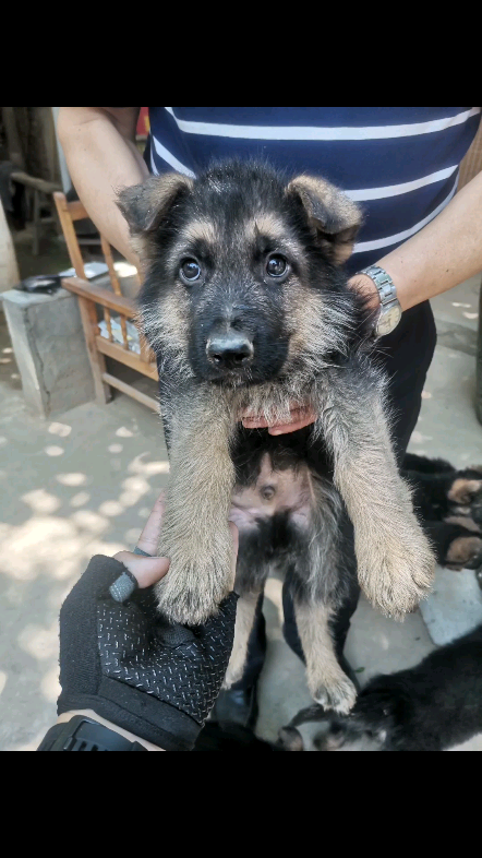 德牧小奶狗,喜欢吗?#德国牧羊犬##德牧