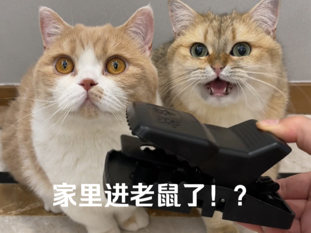 六只猫抓不住一只老鼠?哔哩哔哩bilibili