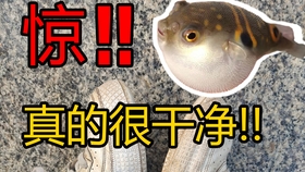 路亚 欺负 河豚真的太好玩了 顺便看大爷冬泳 哔哩哔哩 つロ干杯 Bilibili