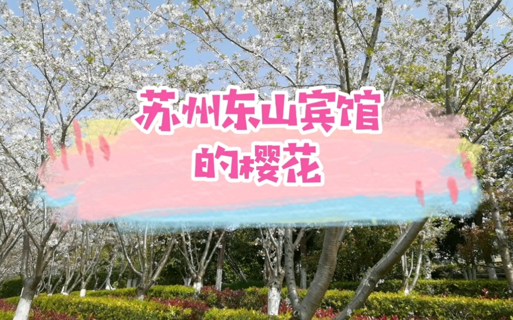 《苏州东山宾馆的樱花》哔哩哔哩bilibili