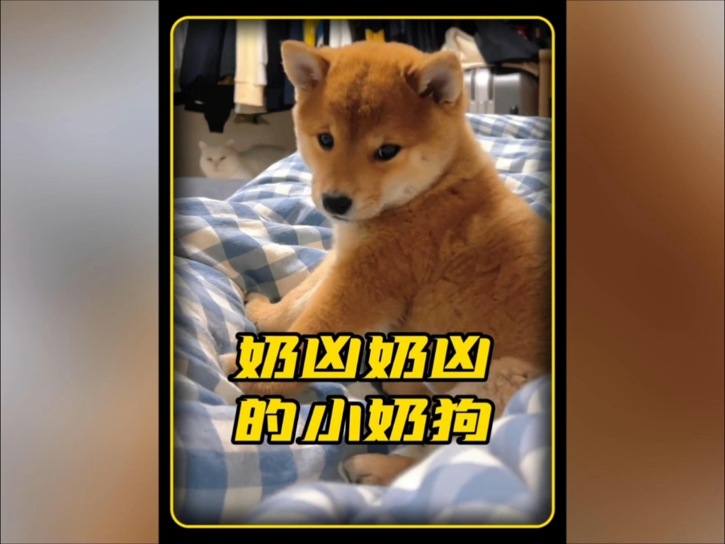 那些奶凶奶凶的小奶狗,小家伙们真是又厉害又可爱