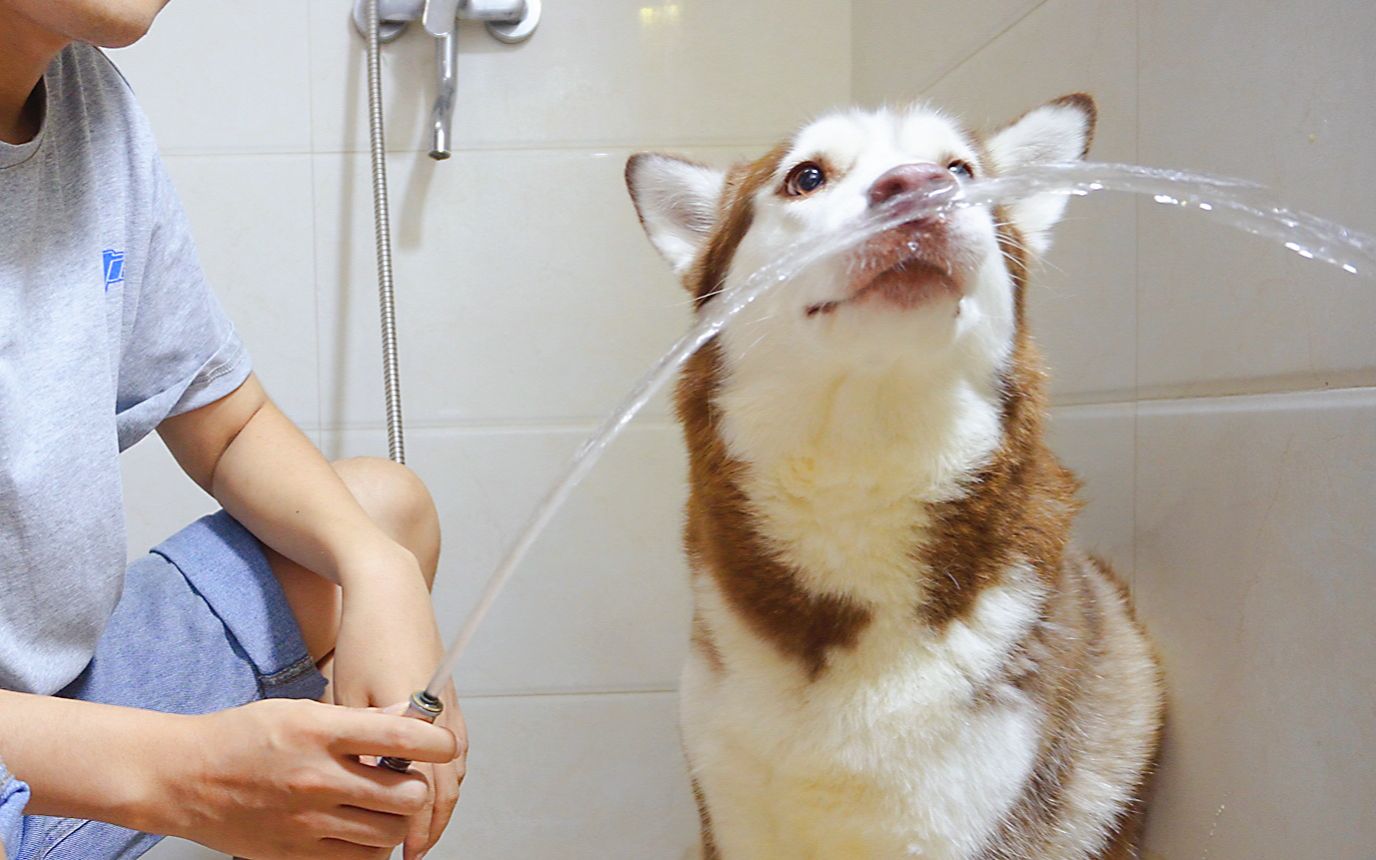 活动作品见过洗澡这么乖的哈士奇吗哈士奇洗澡全过程