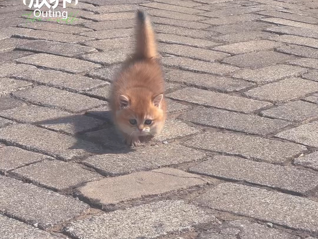 熊版矮脚金渐层毛孩子