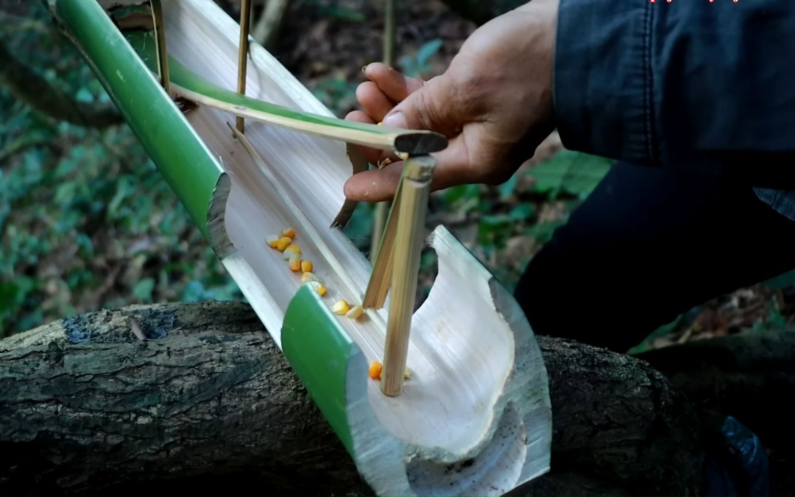 狩猎好的松鼠陷阱.工作100%