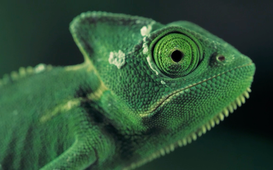 变色龙的大眼睛