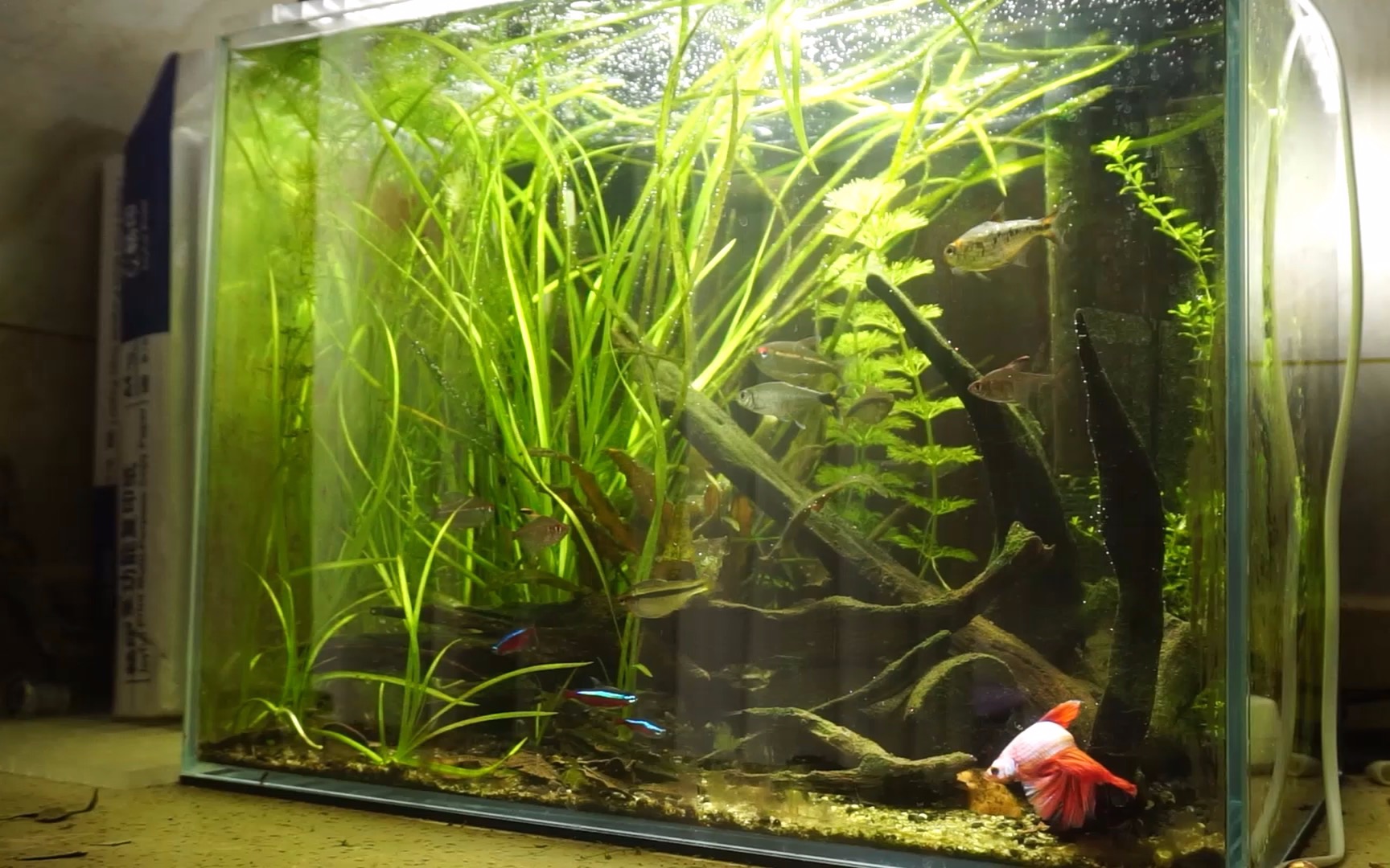 疯狂生长的水兰