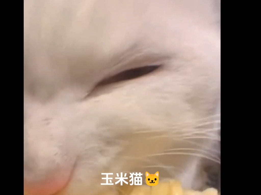 [图]嘿，伙计，还记得我吗？玉米猫代言人就是我撒||盘点知名小猫❗