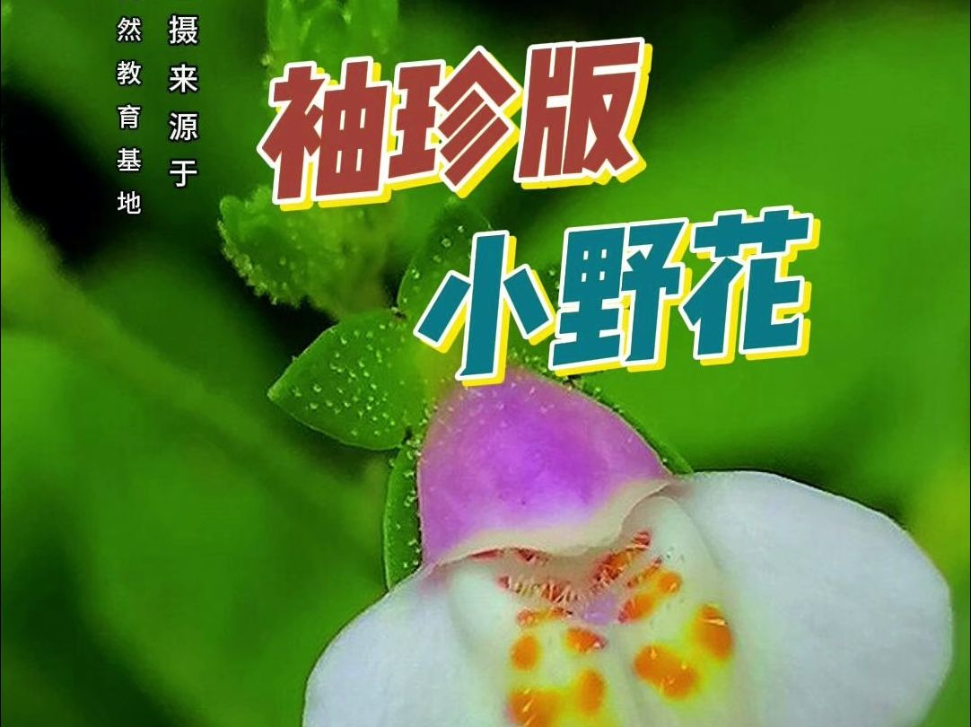 又名,乳腺草,摘下来以后可以常年不枯萎,根部可以寻找到有水的地方而