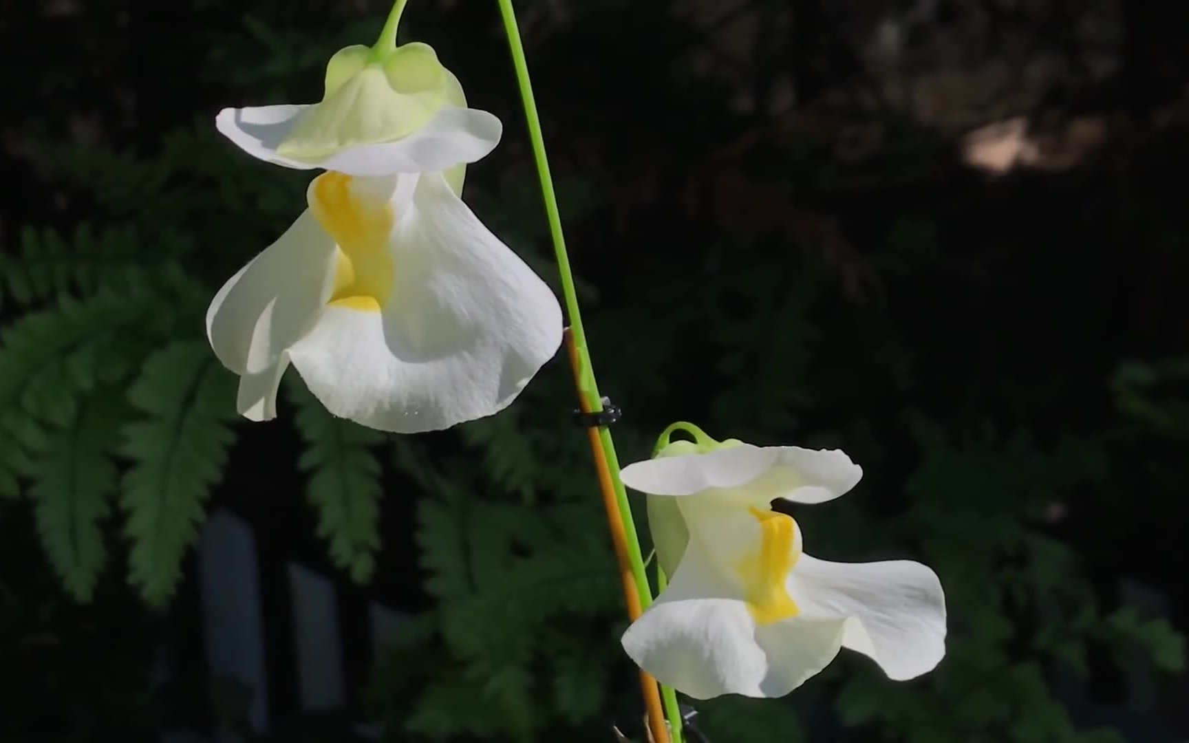 [熟肉]高山狸藻的养护经验