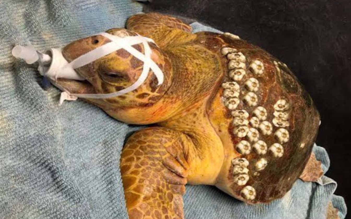 救助海龟行动,好几只海龟被藤壶寄生,帮它们好好处理干净