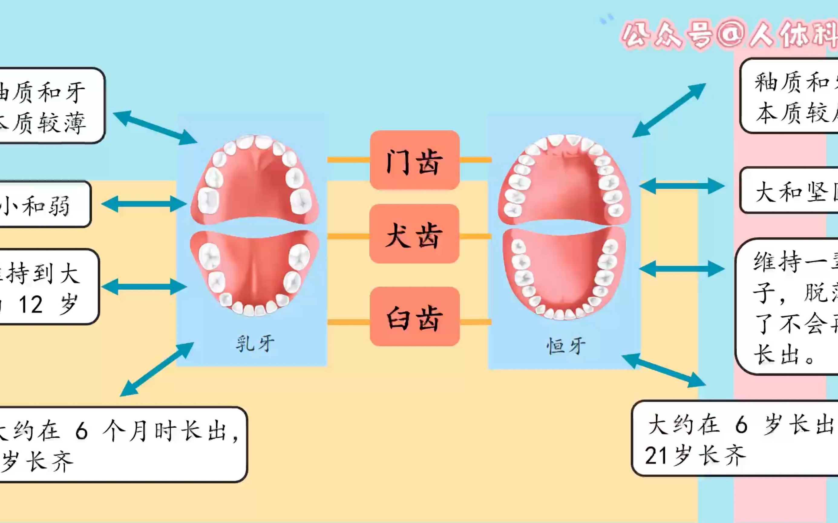 【牙齿】小野莎莎的解剖学教室哔哩哔哩bilibili