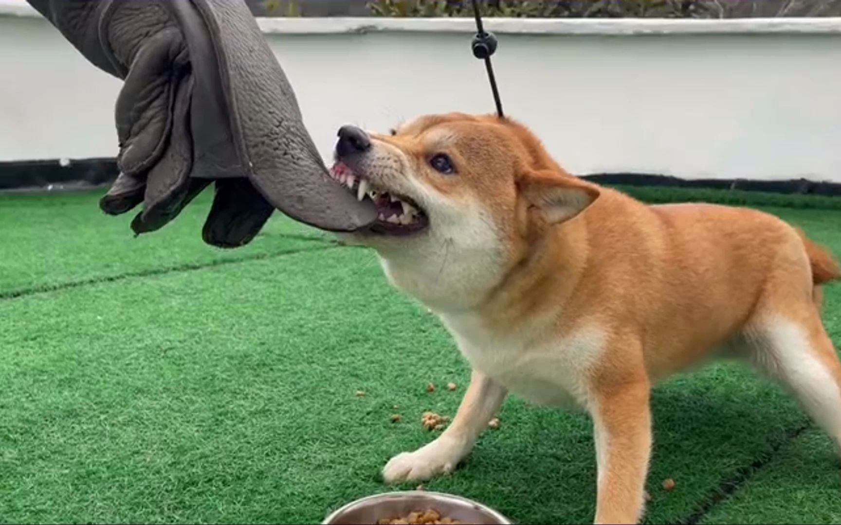 怎么训练狗狗不护食视频_哔哩哔哩_bilibili