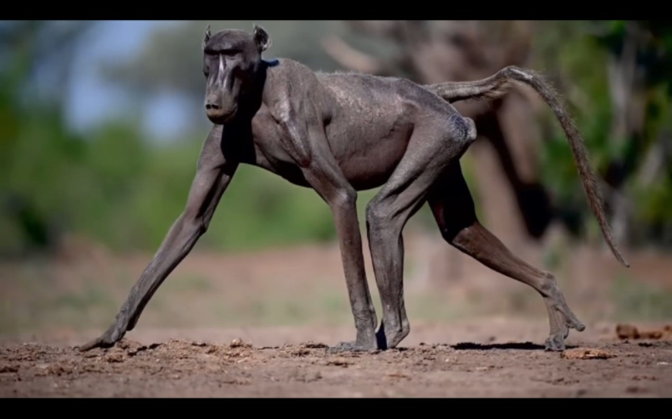 全身裸露的无毛狒狒 肌肉都拉丝了!