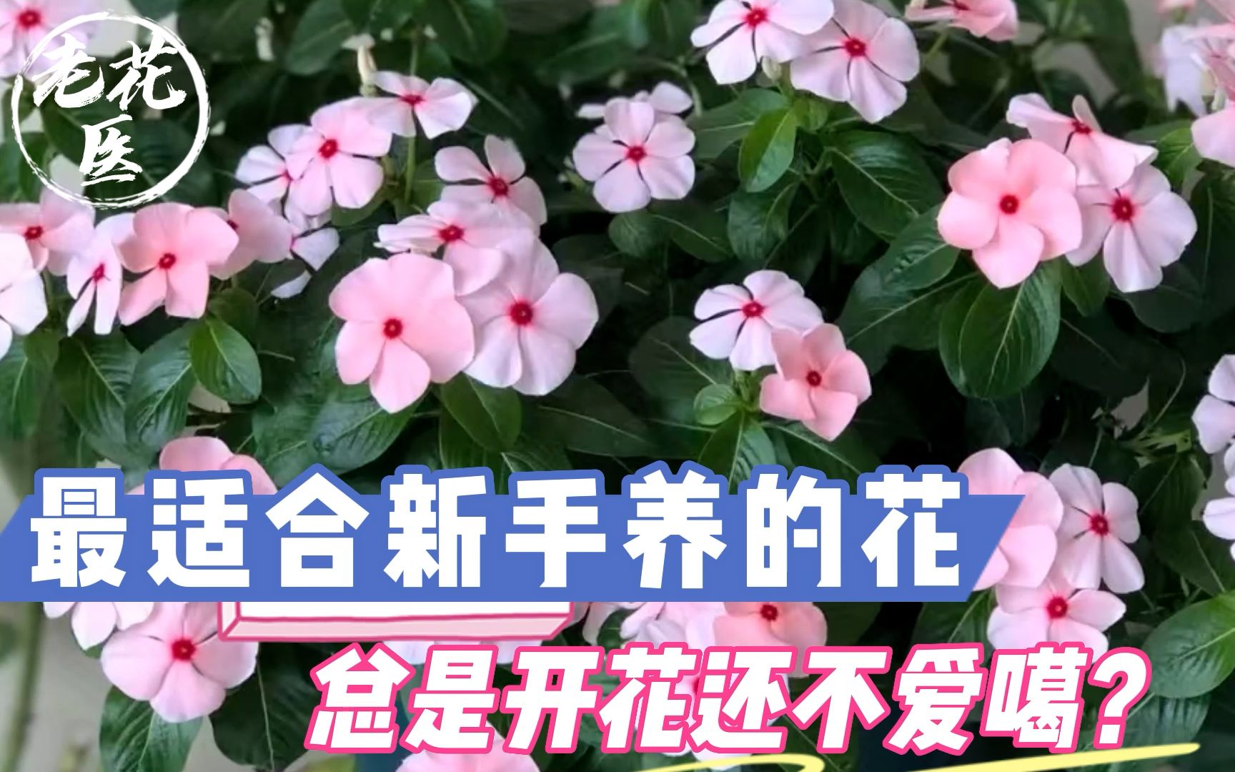 [图]最适合新手养的花，总是开花还不爱噶？长春花养护教学！