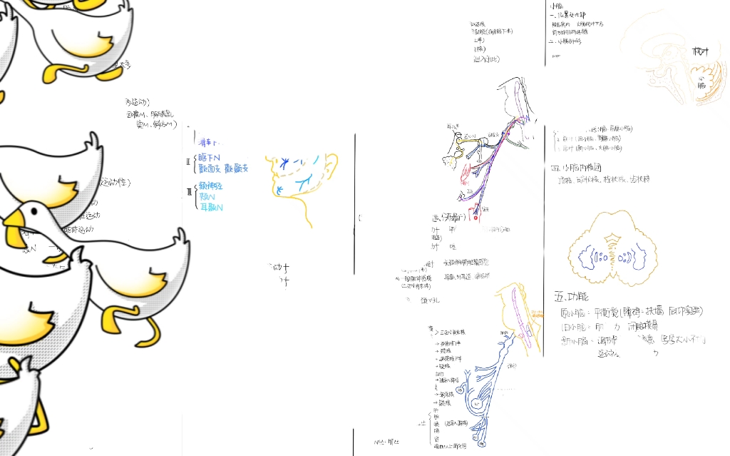 [图]霍坤老师的解剖笔记