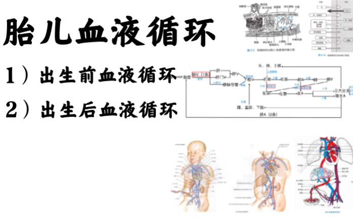 [图]胎儿血液循环简述