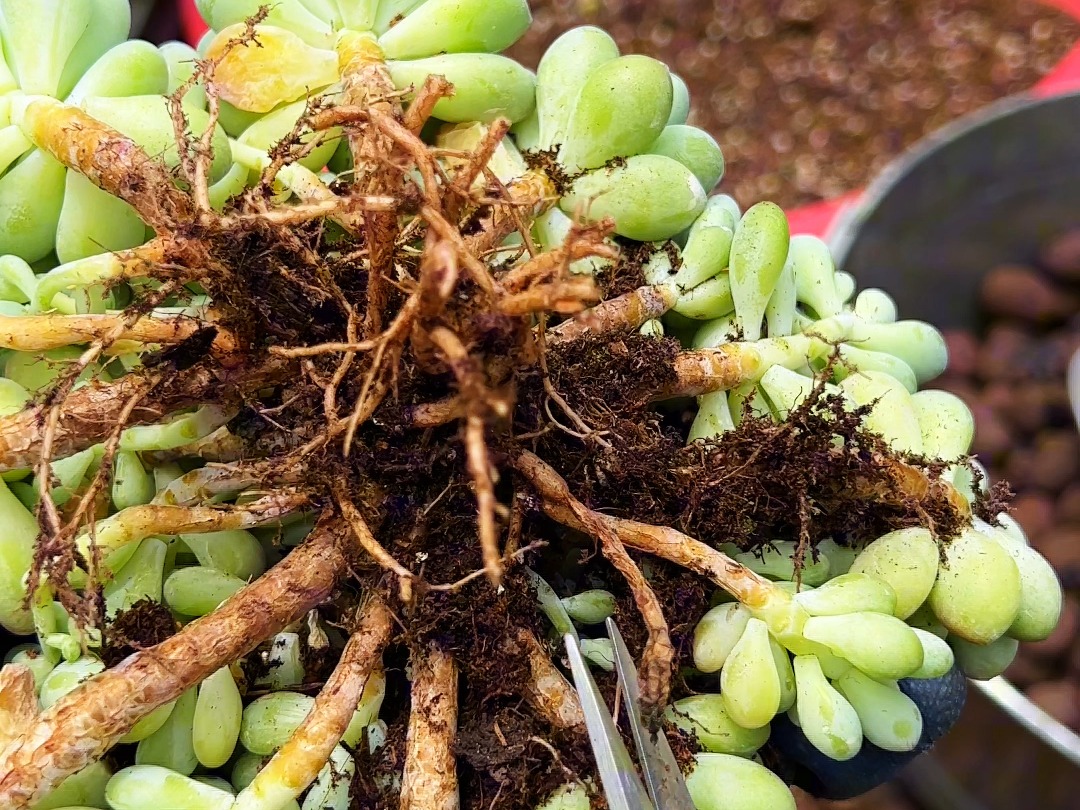 咱家的多肉洛可可正确的栽种步骤