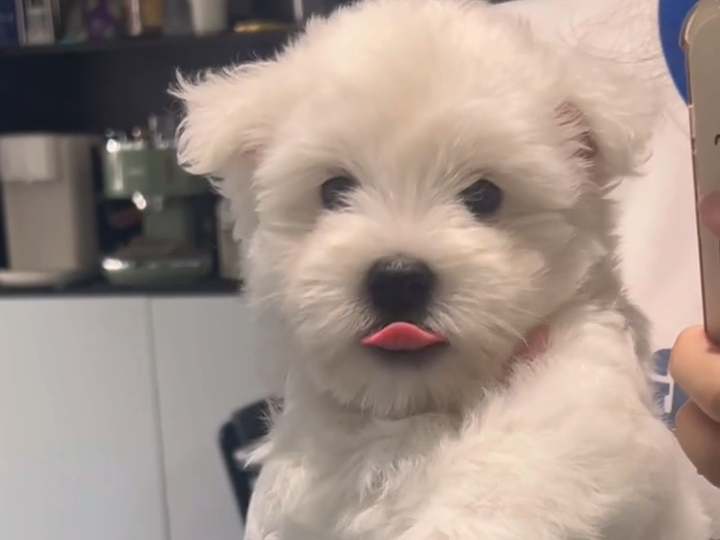 西高地肉嘟嘟的小狗16张啦