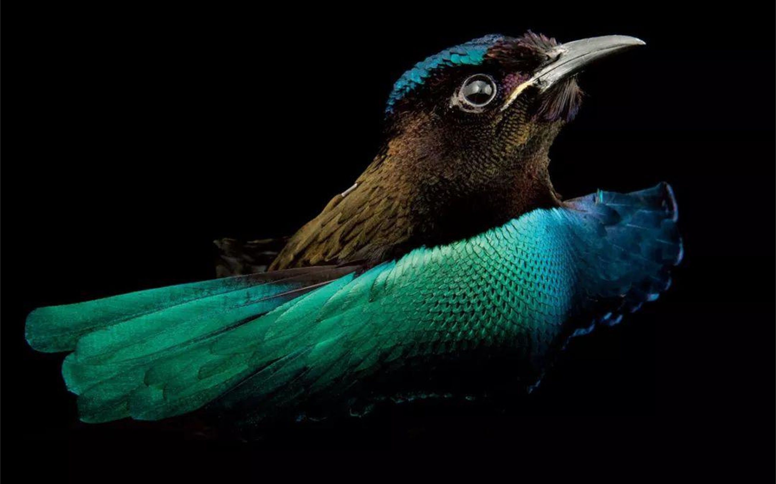 被称为"鸟界舞王" ,为爱跳舞的华美极乐鸟_哔哩哔哩 (゜-゜)つロ 干杯