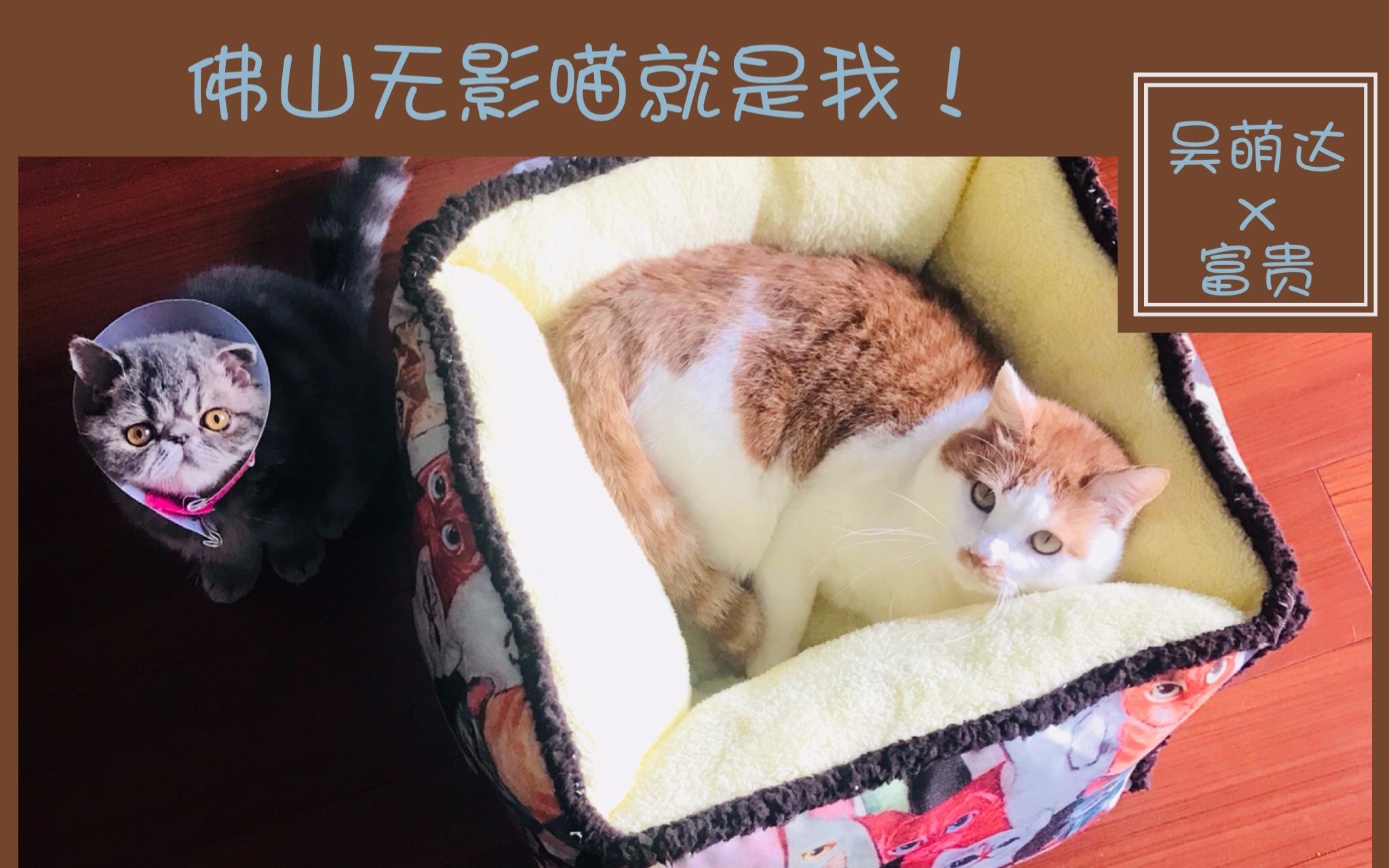 「猫界吴萌达」你见过喵速佛山无影脚吗