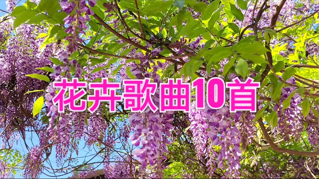 鲜花歌曲(鲜花歌曲原唱)