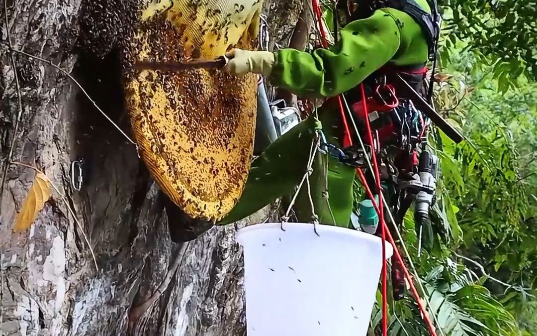 采蜜猎人割蜂蜜的瞬间,这才是大山里的甜蜜哔哩哔哩bilibili