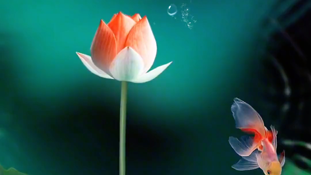 手机屏保_哔哩哔哩bilibili