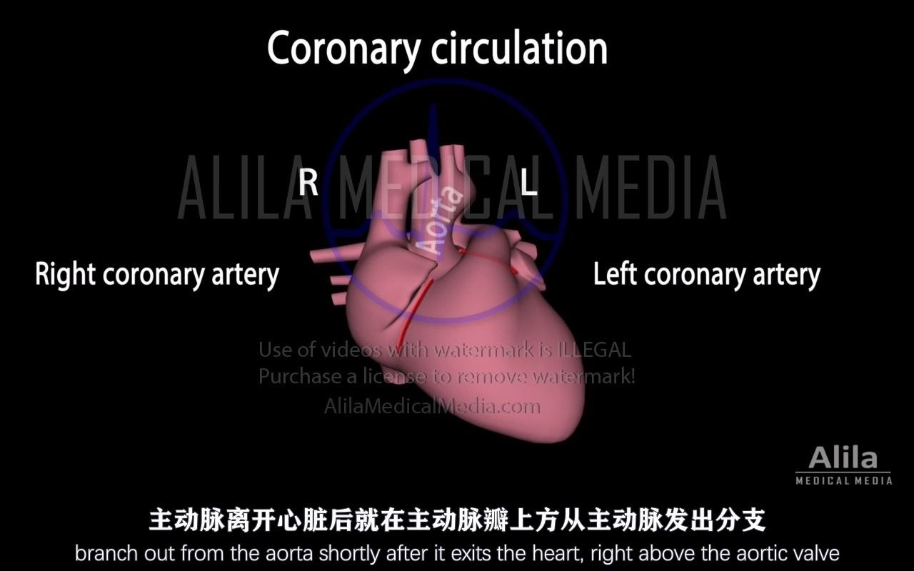 【Alila Medical Media】23.心脏的动脉供血,心脏病发作和血运重建哔哩哔哩bilibili