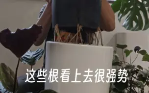 Tải video: 看龟背竹的根已经爆炸了