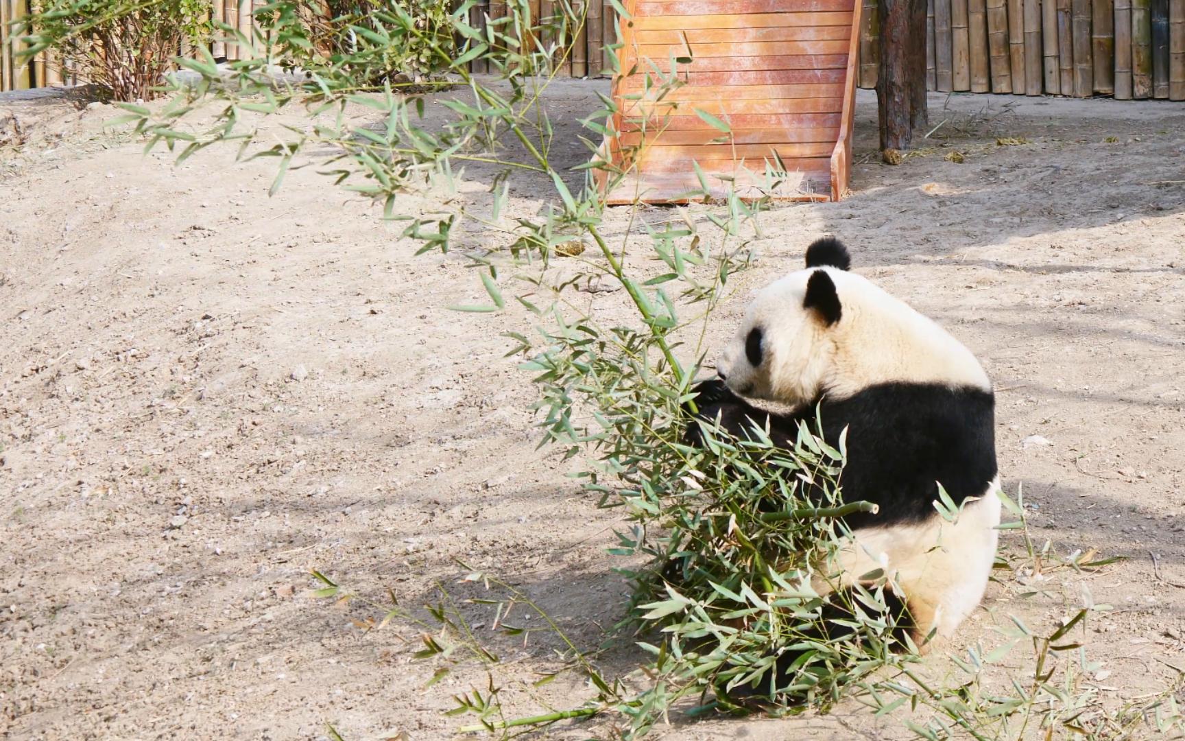 【大熊猫格格】哈哈哈 你是在练习钓鱼还是钓奶爸呀?