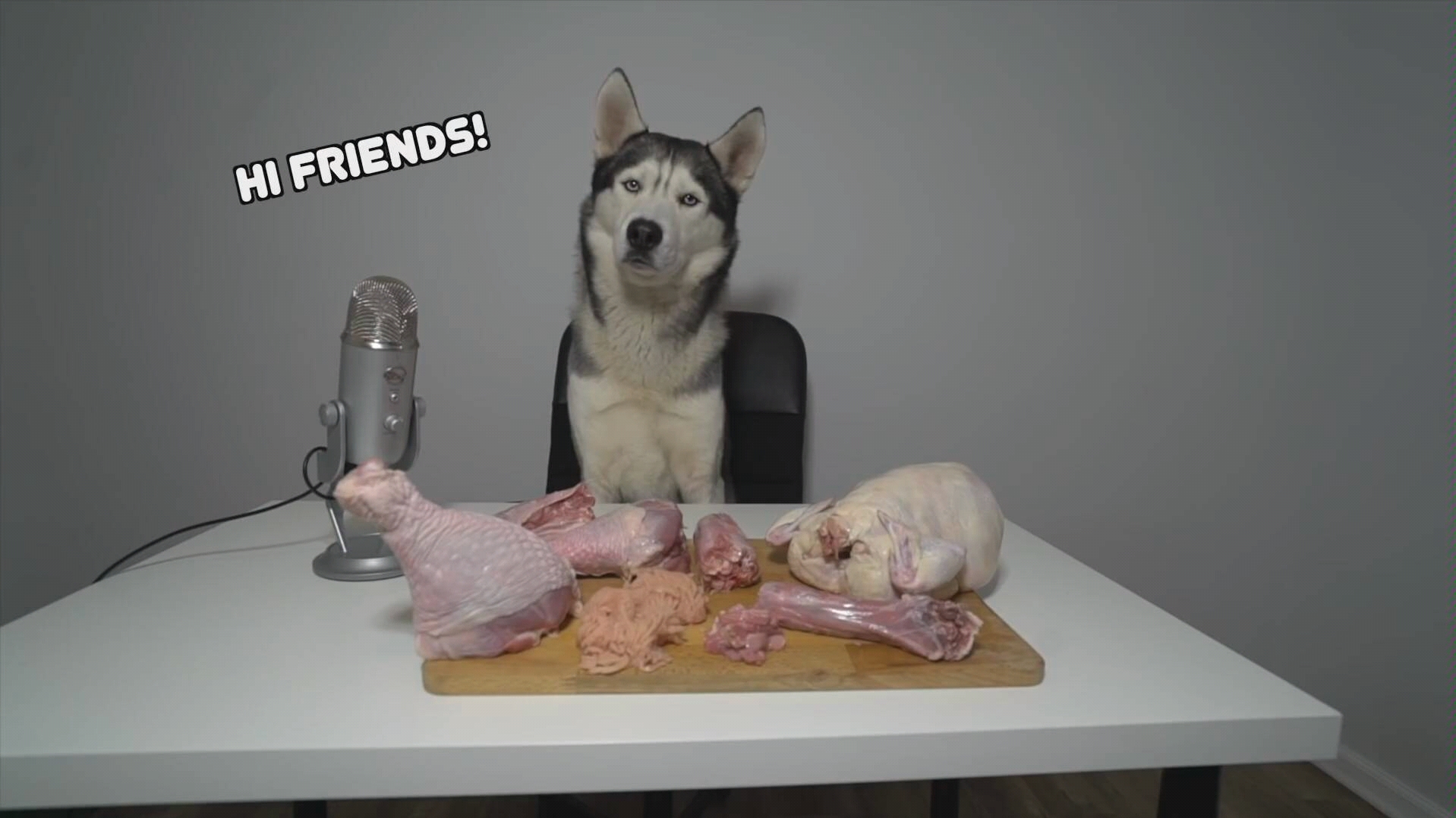 萌宠吃播|狗子吃播|看二哈吃火鸡肉是什么体验?