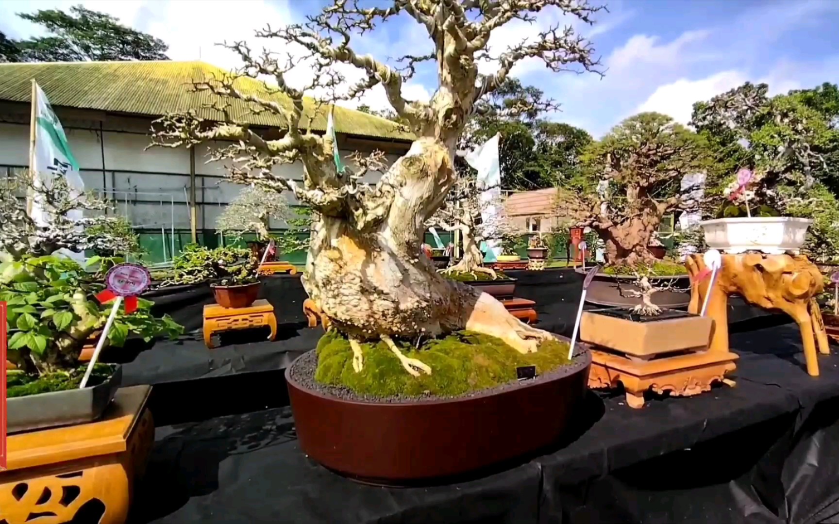 这届的越南盆景展会最有看头,精品应有尽有,令人目不暇接