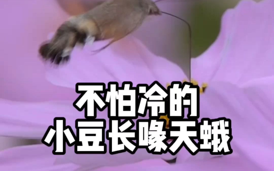 【少科ⷨ‰丛日记】深秋的蛾子哔哩哔哩bilibili