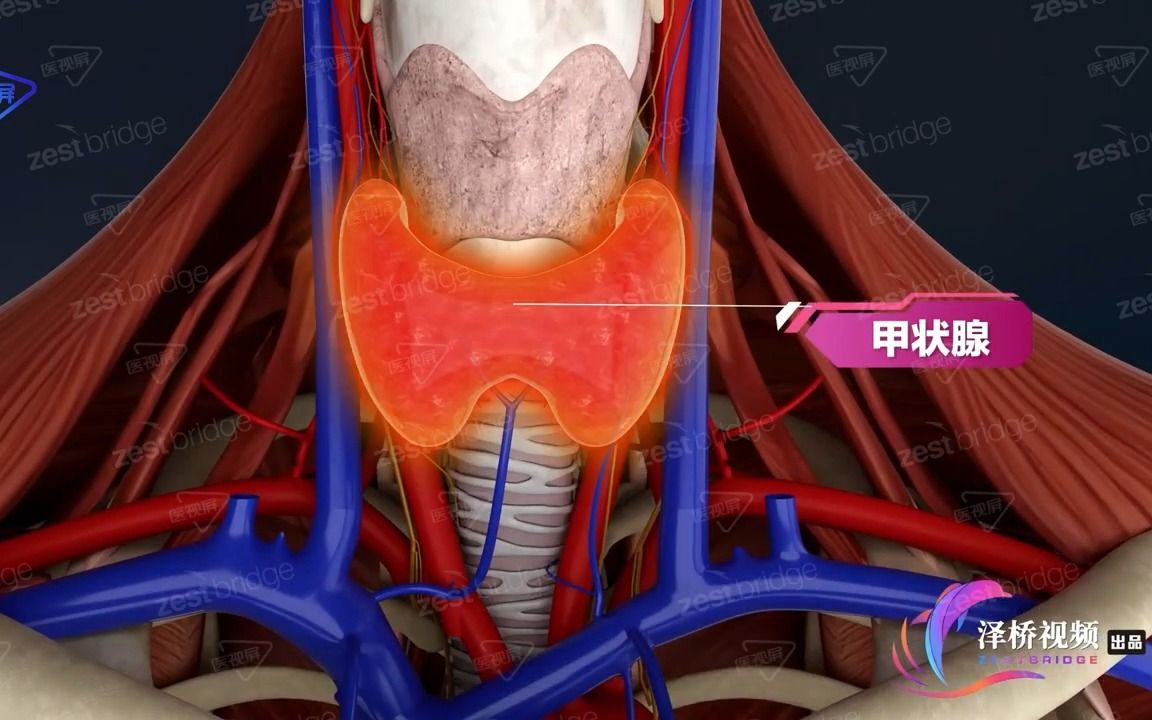 人体的生理结构:甲状腺形态与位置哔哩哔哩bilibili