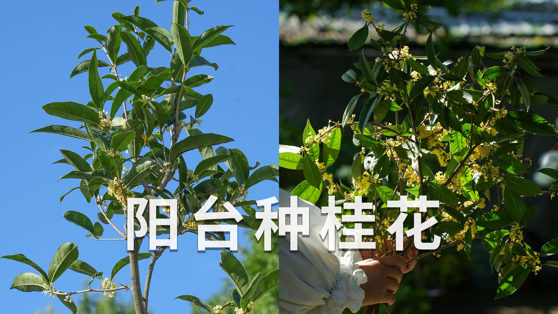 秋天的芳香花树,阳台可种四季桂哔哩哔哩bilibili